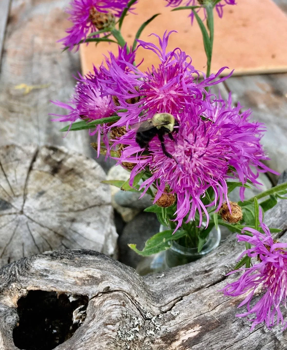 I LOVE BEES💛....i rejoice with gratitude for every precious one i see.  Hang around the HUM of Bees, and feel joy.  We need Bees for meny reasons.🐝🐝🐝#bees, #beesafe, #pollinators, #beevibes, #hum, #organic, #natureheals