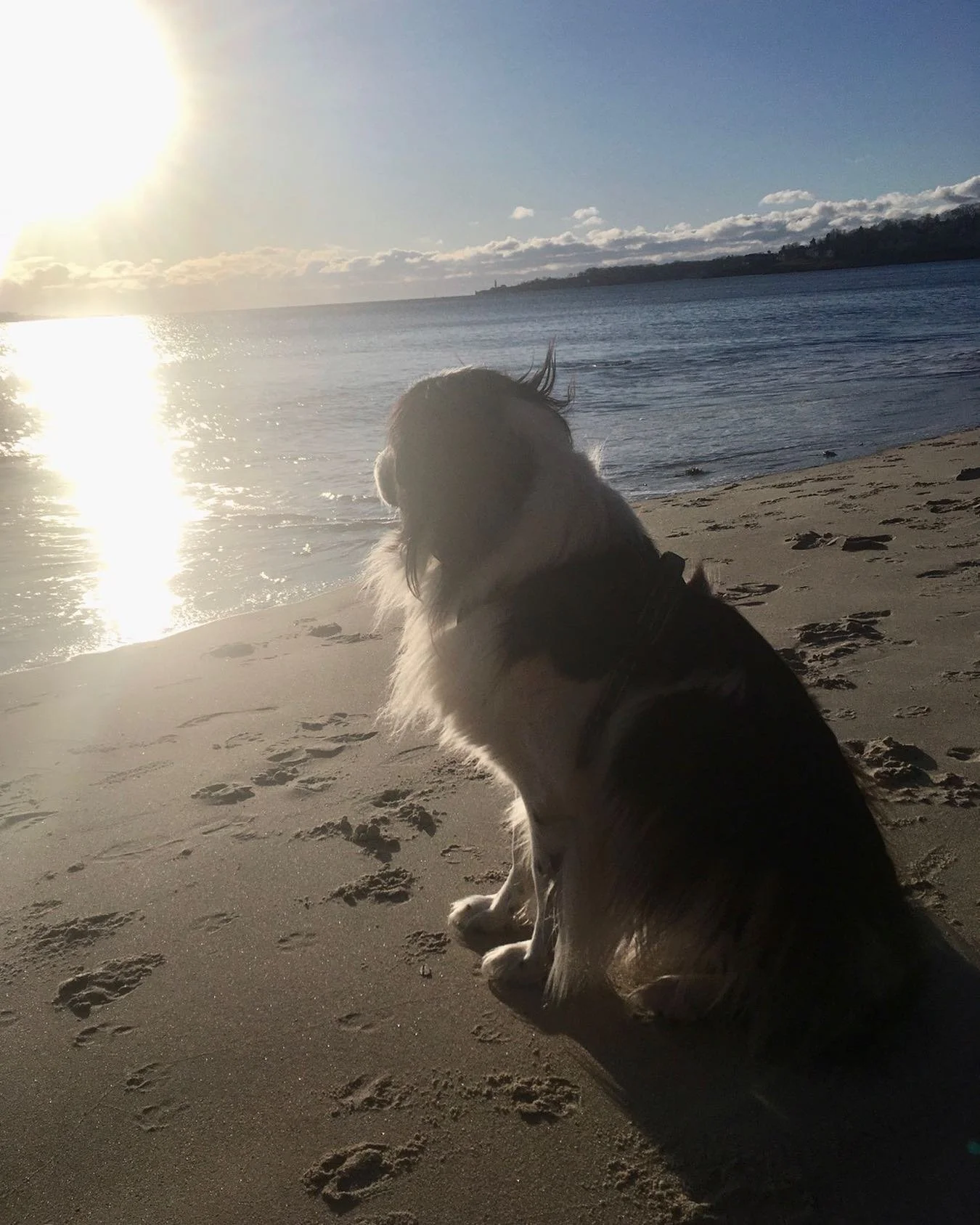 SUN☀️GAZER&hellip;ECKO&hellip;&rdquo;i am basking in the delight of my own light&rdquo;✨✨
#doggod, #dog, #rescuedog,
#joy