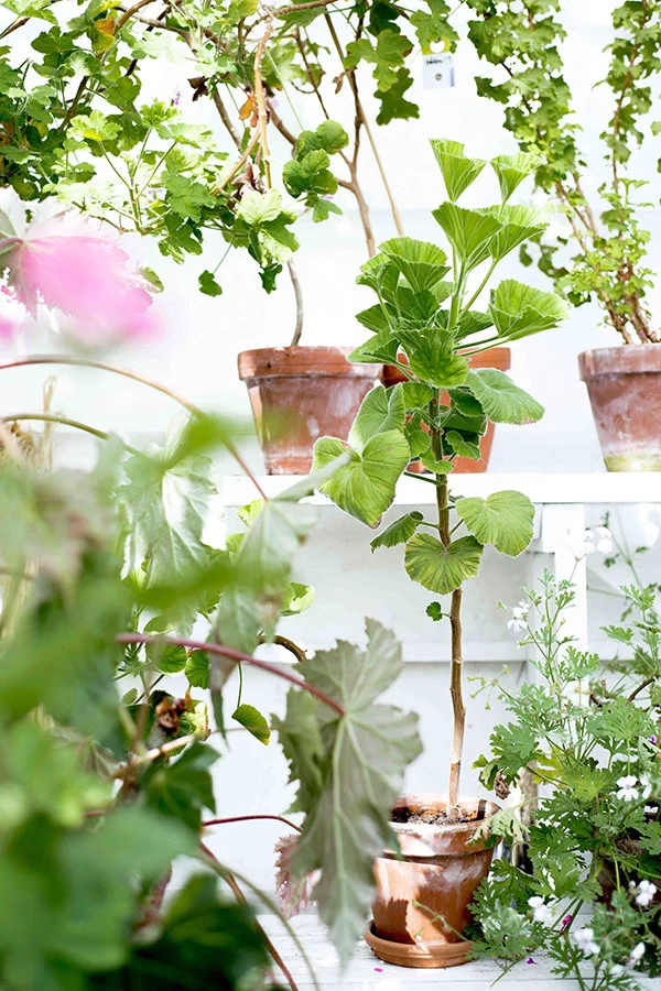 Handelsgartneriet Bernstorff