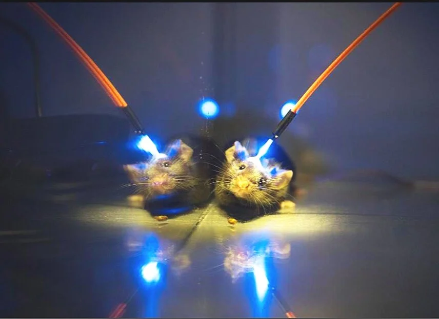 The Pig Child in development image ref