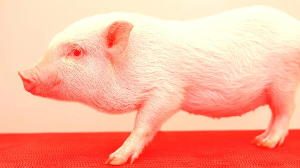 Pig Child in development image ref