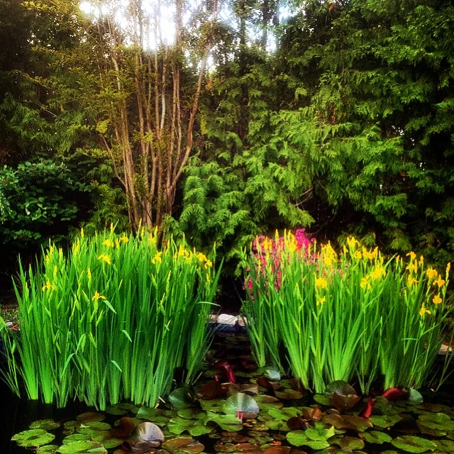 Southampton Lily Pond