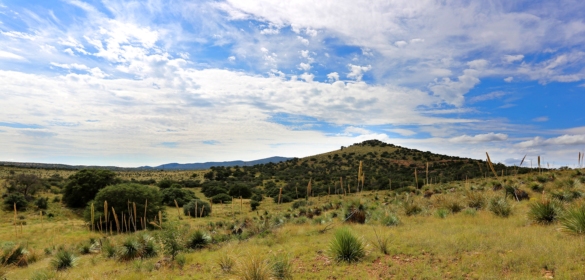 View towards 30 acre tract with Oak Trees / Thickets