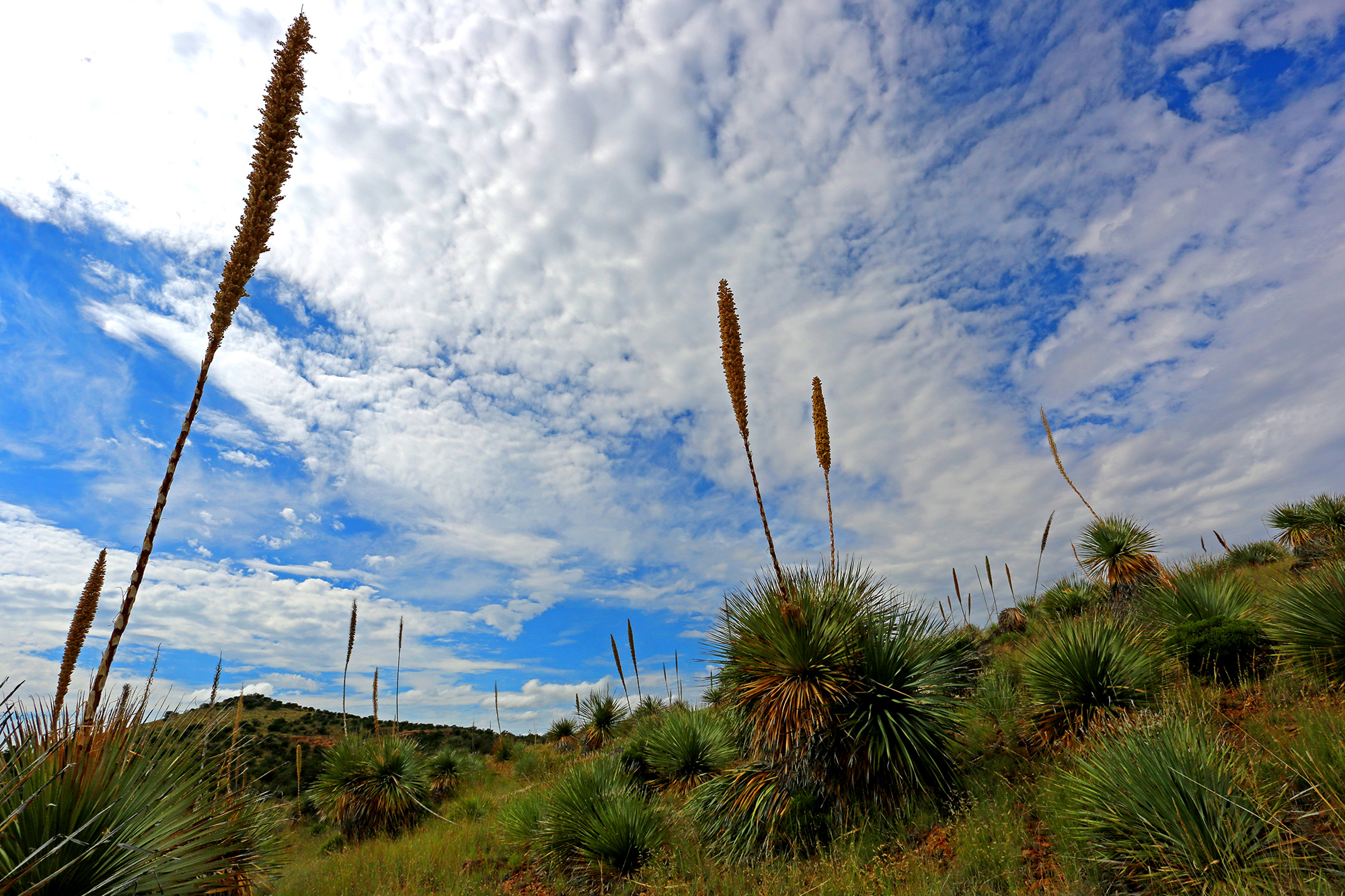 Natural Landscaping & Flora