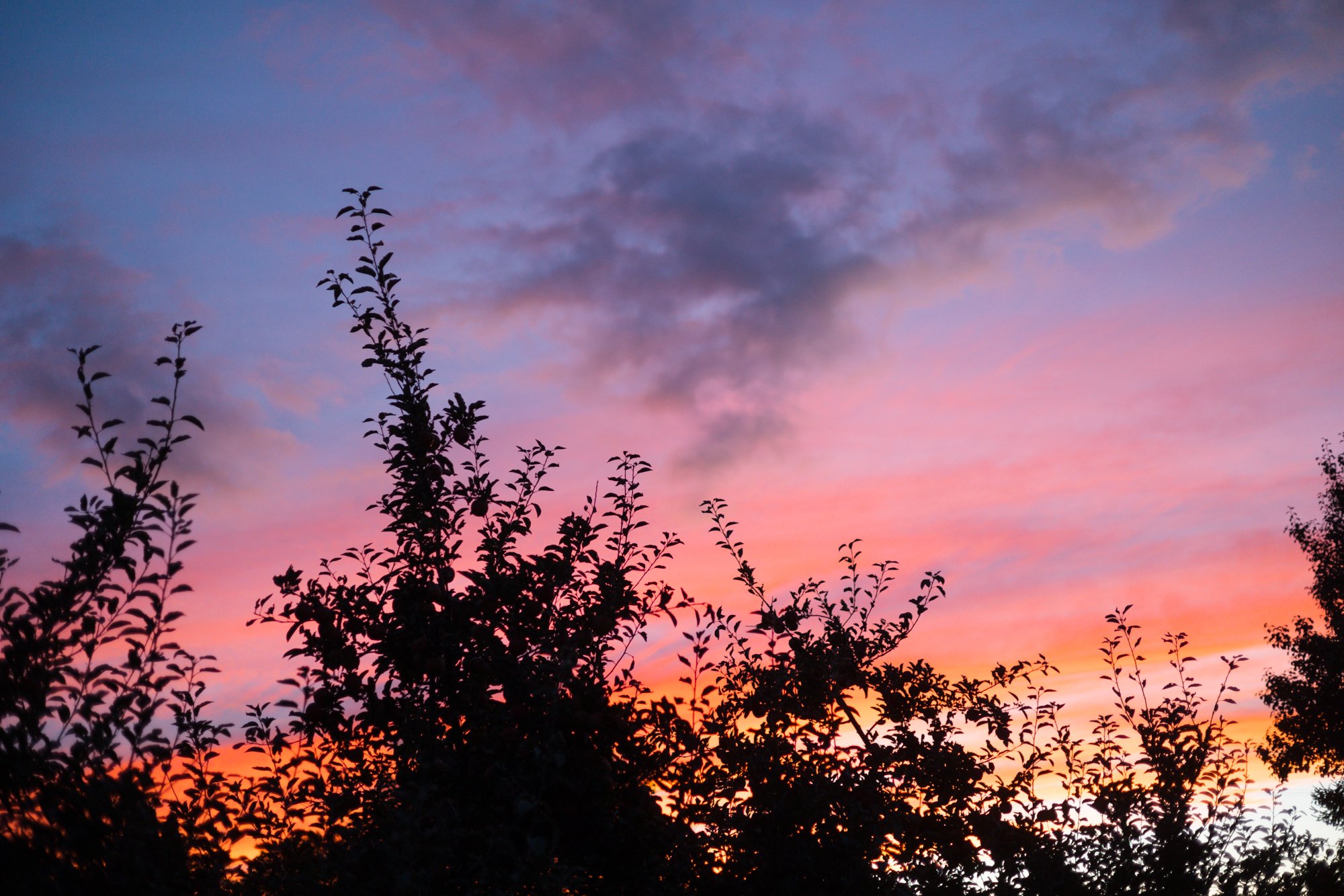 Spitzenburg-4.jpg