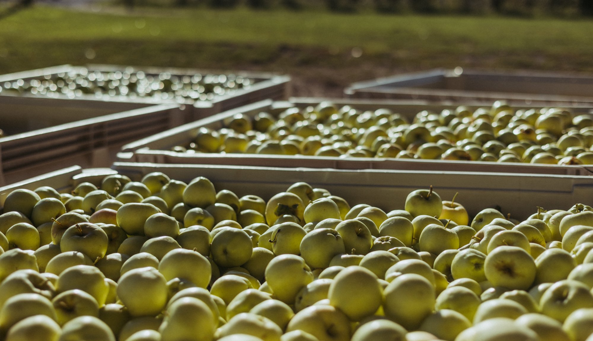 Apples2022-2.jpg