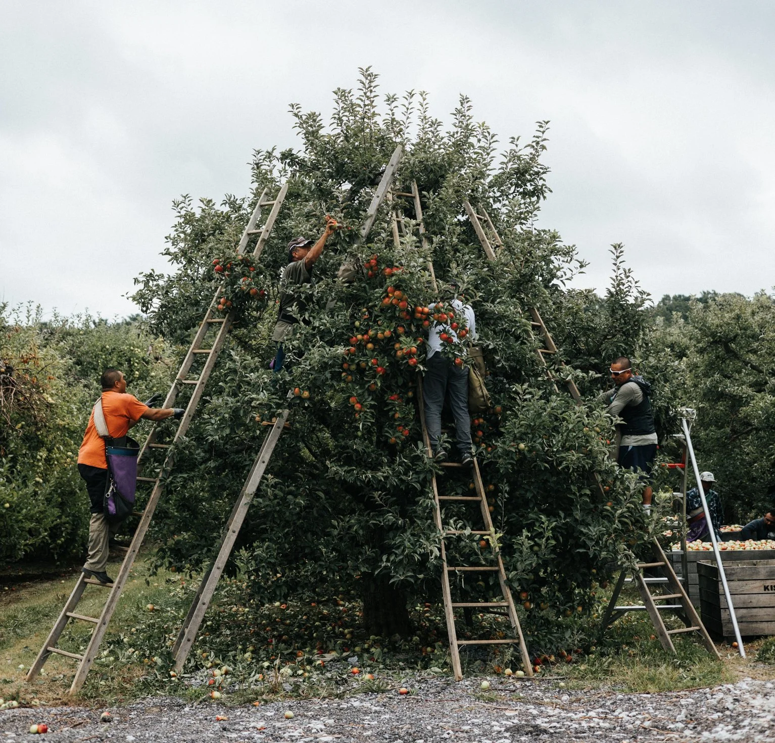 ApplePicking-1.jpg