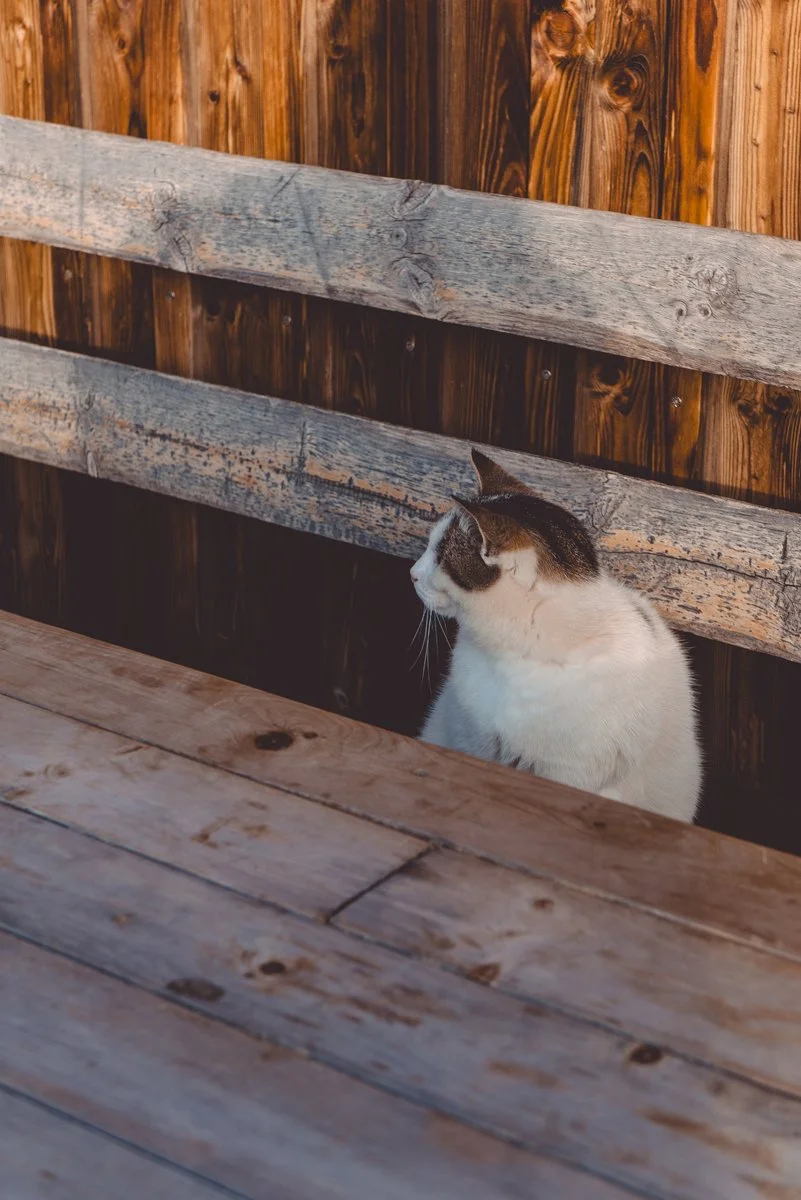 Hochrindl_Urlaub_Katze