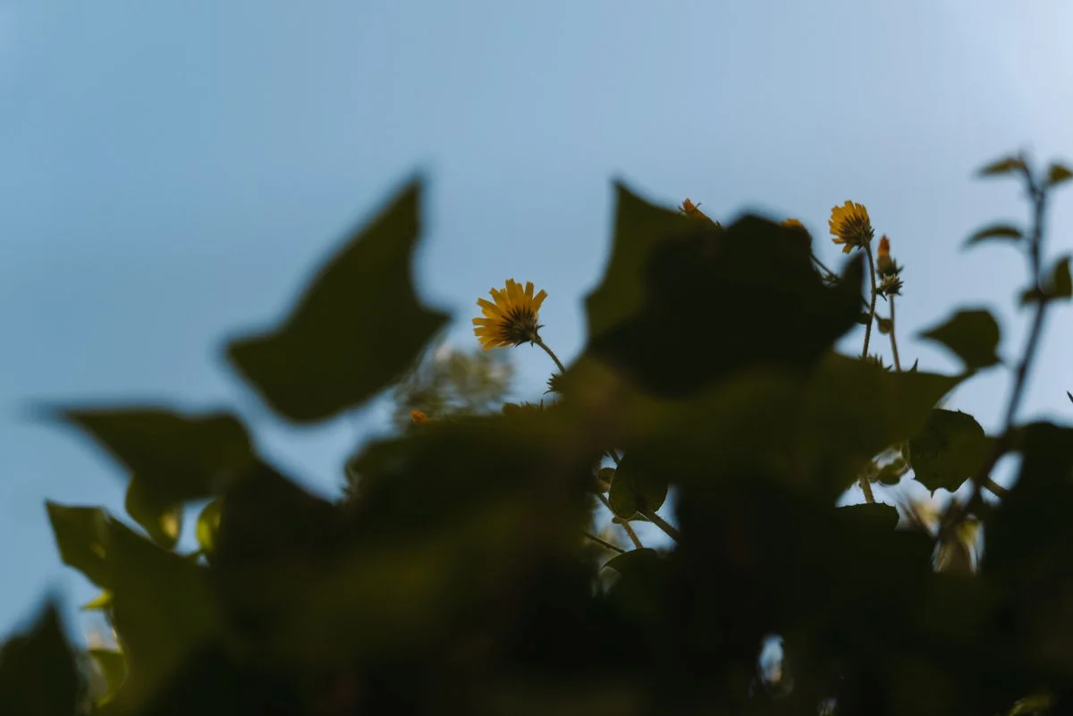 Flowers-in-Salzburg_travel-blog