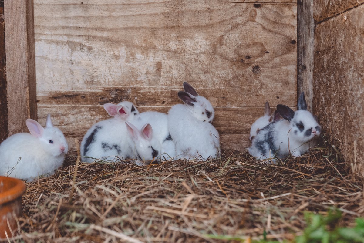Bunnies-in-Austrian-alps