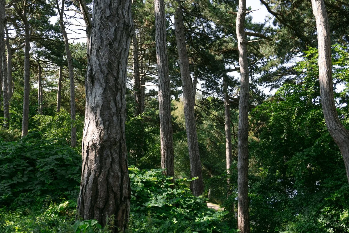 Copenhagen-botanical-garden_travel-tips