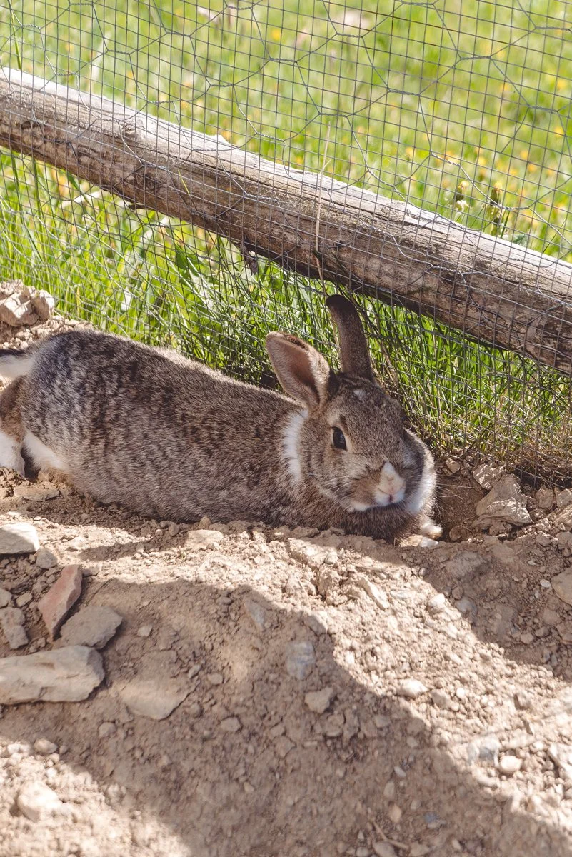 Bunnies-at-Hiasl-Zirbenhütte-Hochrindl