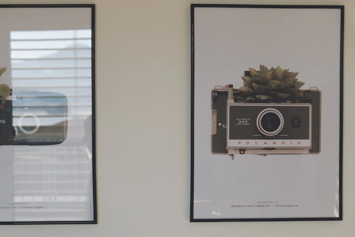 botanic-and-analogue-photography_visual-artist-Bjarke-Ahlstrand