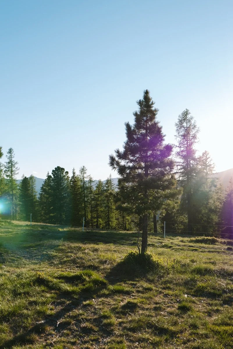 Forest-walk-Hochrindl-Carinthia