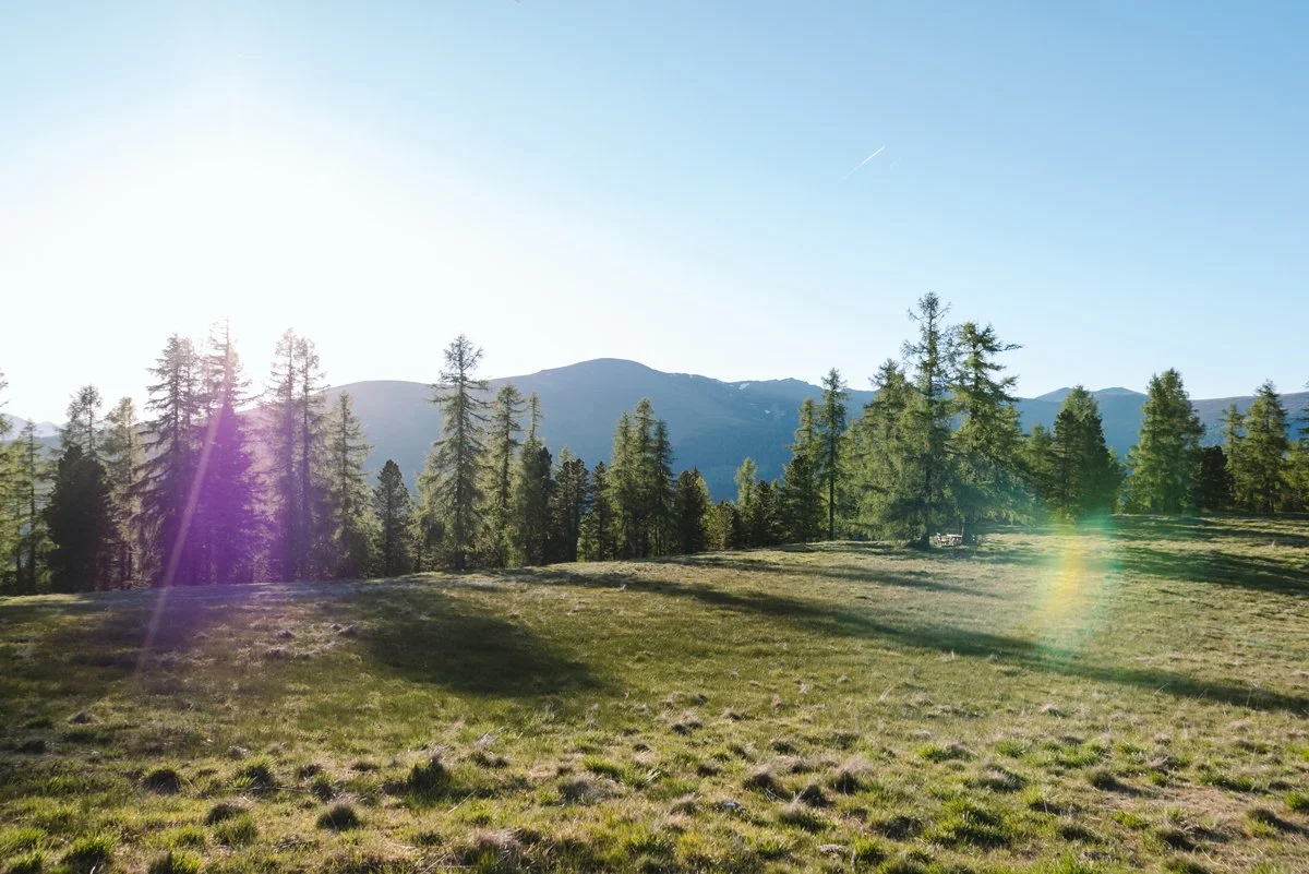 Pine-wood-at-Hochrindl-Austria