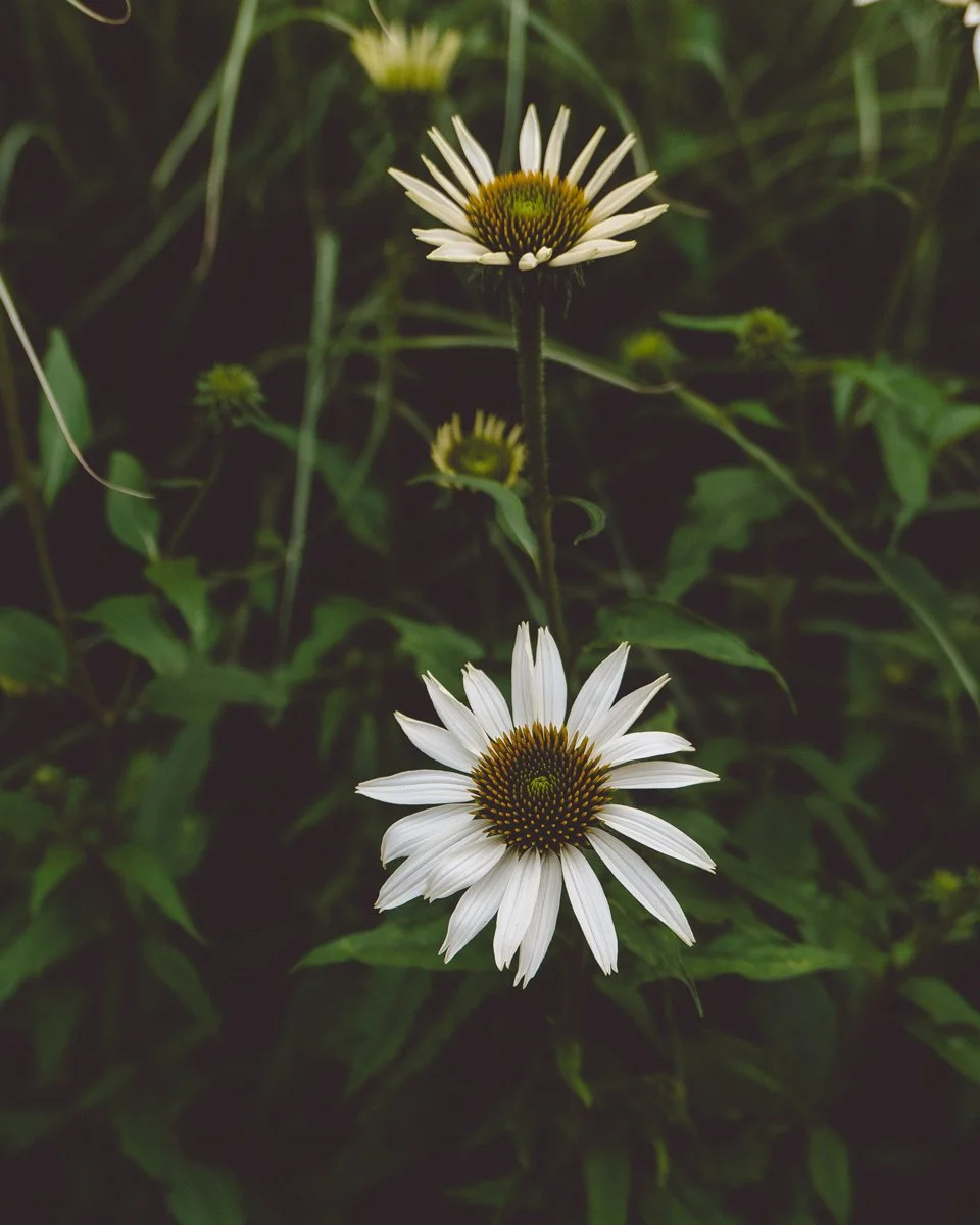 Botanical-Salzburg_blog