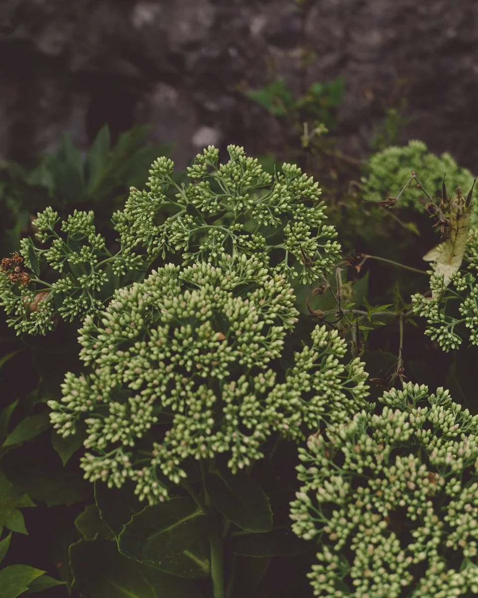 Salzburg-botanical