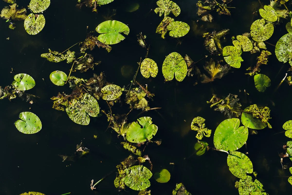 Quiet-places-in-Copenhagen_botanical-garden