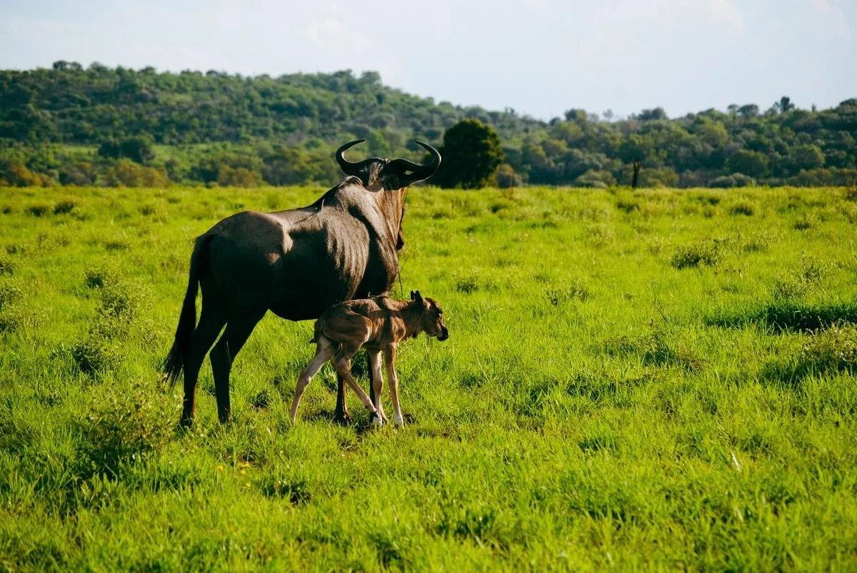 A wildebeest mother and newborn calf walking through vibrant green pastures