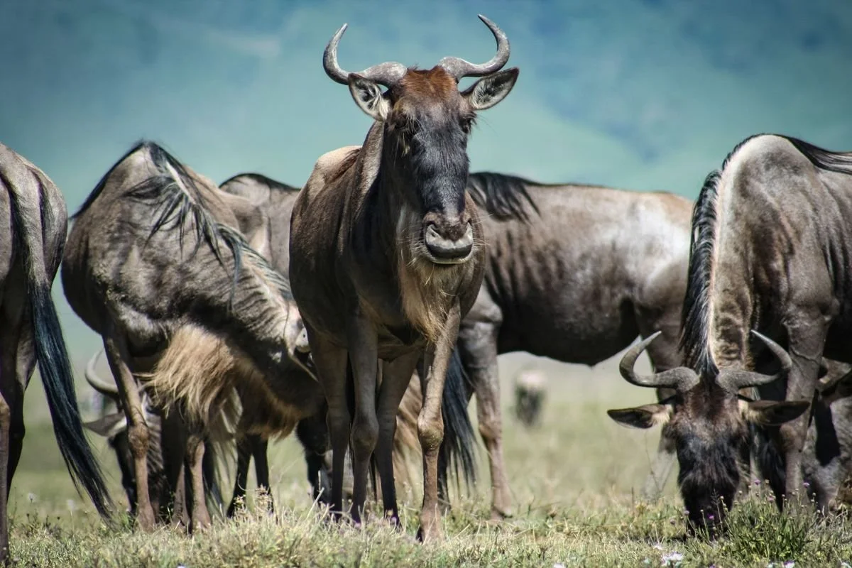 Wildebeests congregate during calving season in Ndutu