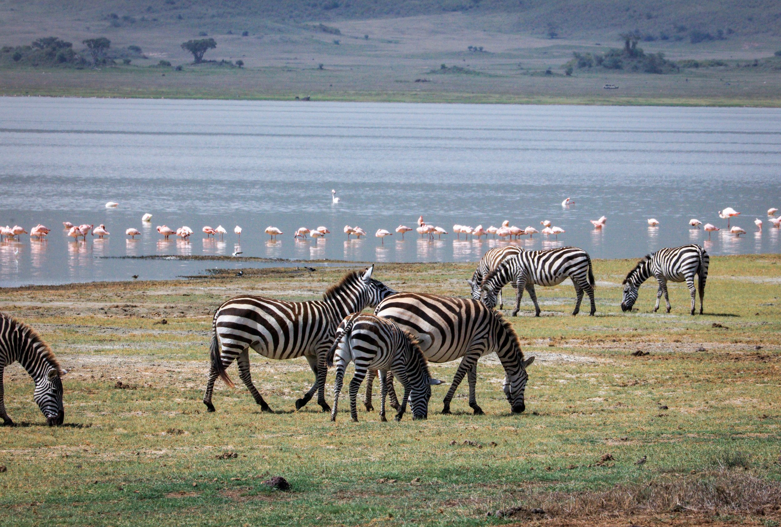 Zebras grazing with Lake Manyara in the background dotted with pink flamingo