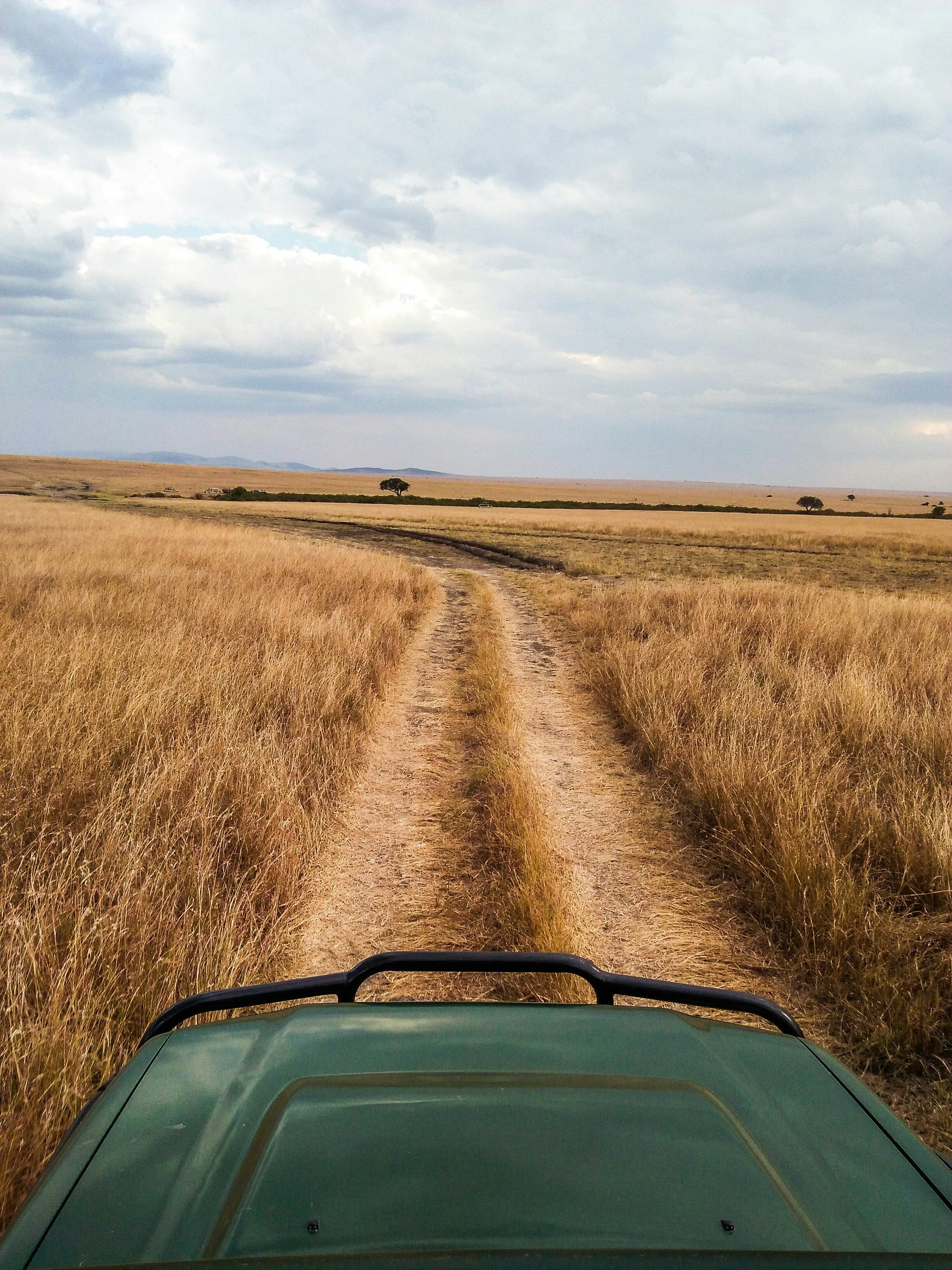 Driving through the Masai Mara’s golden plains on safari looking out for lions camoflaged in the grasses