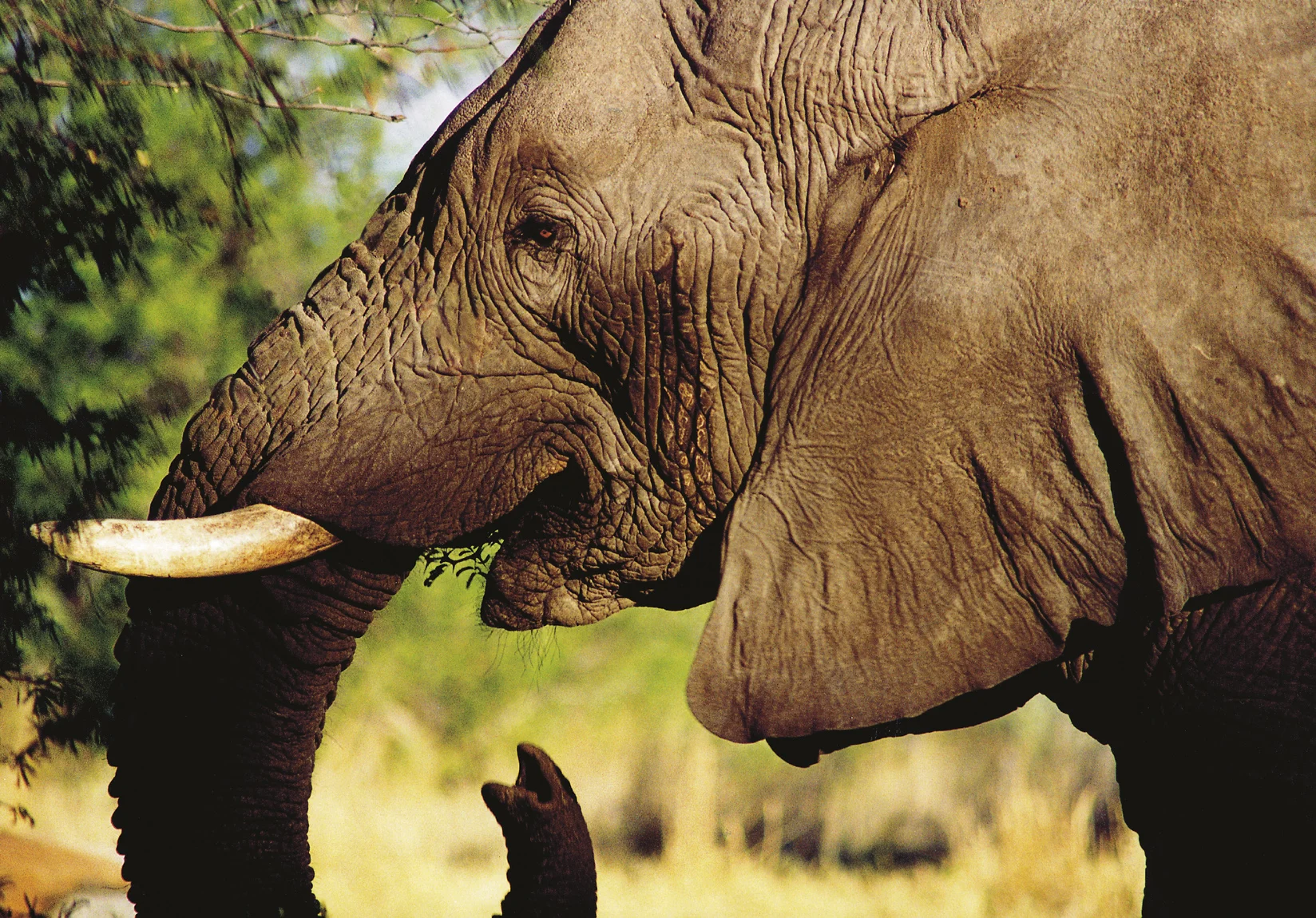 elephant-1411070.jpg