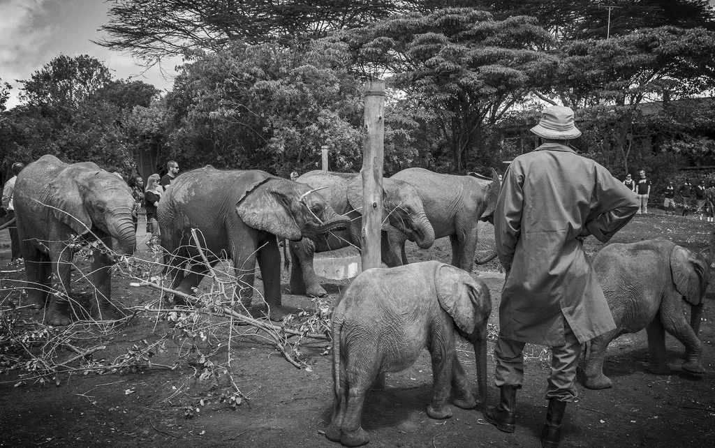 Sheldrick Trust.jpg