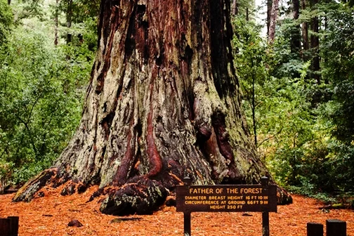 BigRedwood.jpg