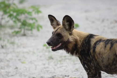 wild-dog-2649569_960_720.jpg