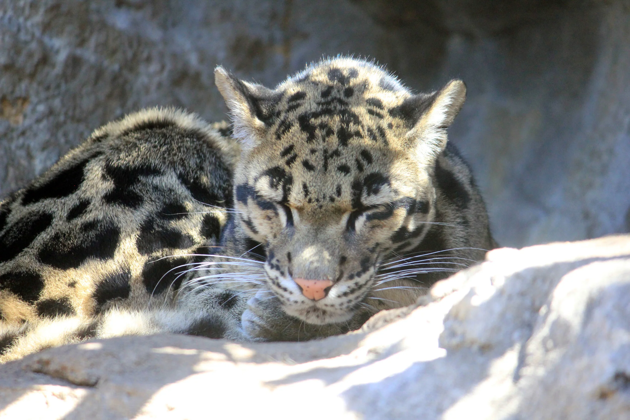 clouded-leopard.jpg