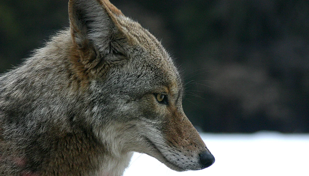 The Himalayan Wolves Project