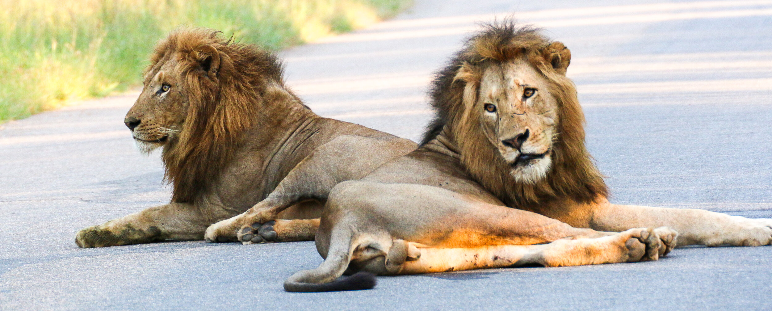 BornWild Travel Adventures  The Benefits of Lion Conservation