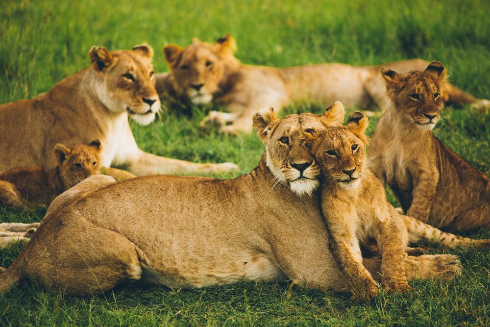 what is a lions home called A group of lions is called: What is a Group of Lions Called