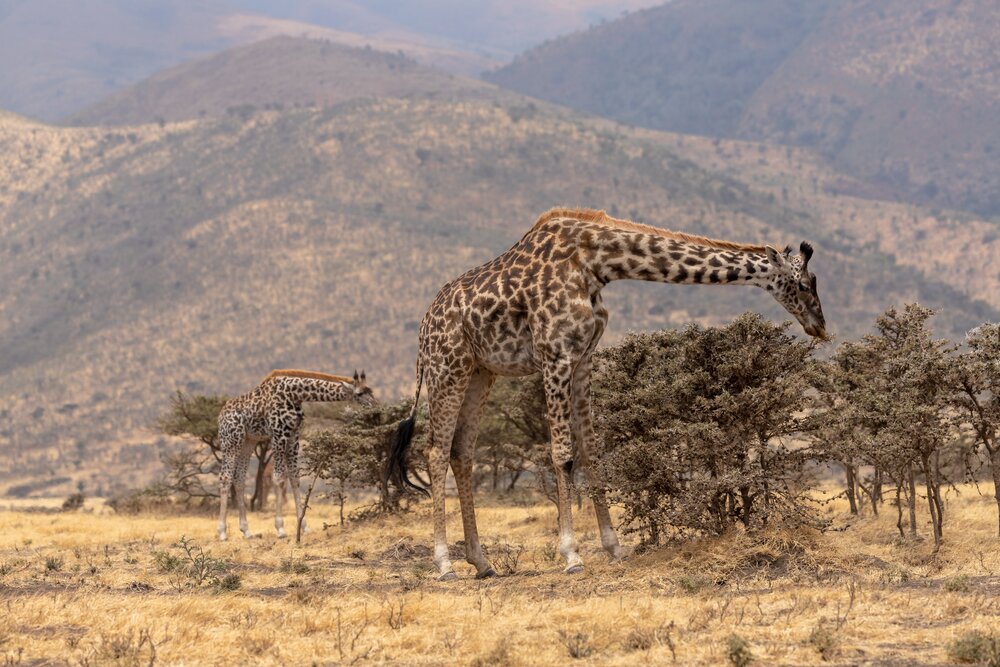 BornWild Travel Adventures | 4 AMAZING Places To Go On A Tanzania Safari in  Africa!