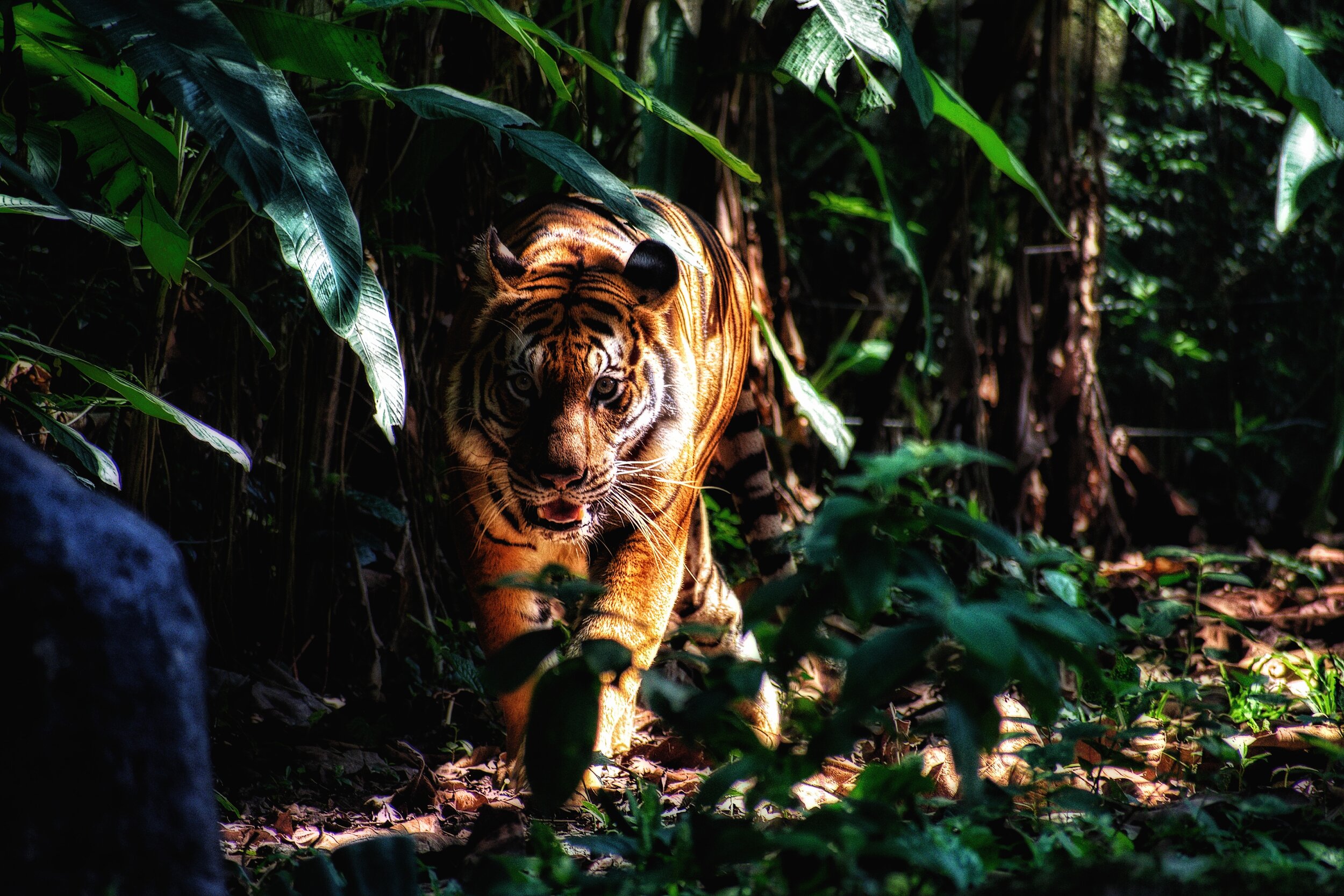 Gommettes - Animaux de la Jungle - Safari - Lion - Tigre - Savane
