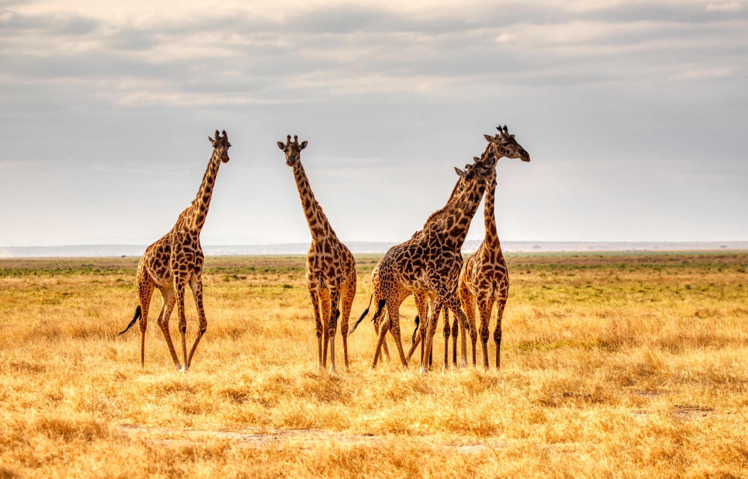 BornWild Travel Adventures | 7 Amazing African Wild Animals To See, That  Aren't The Big 5
