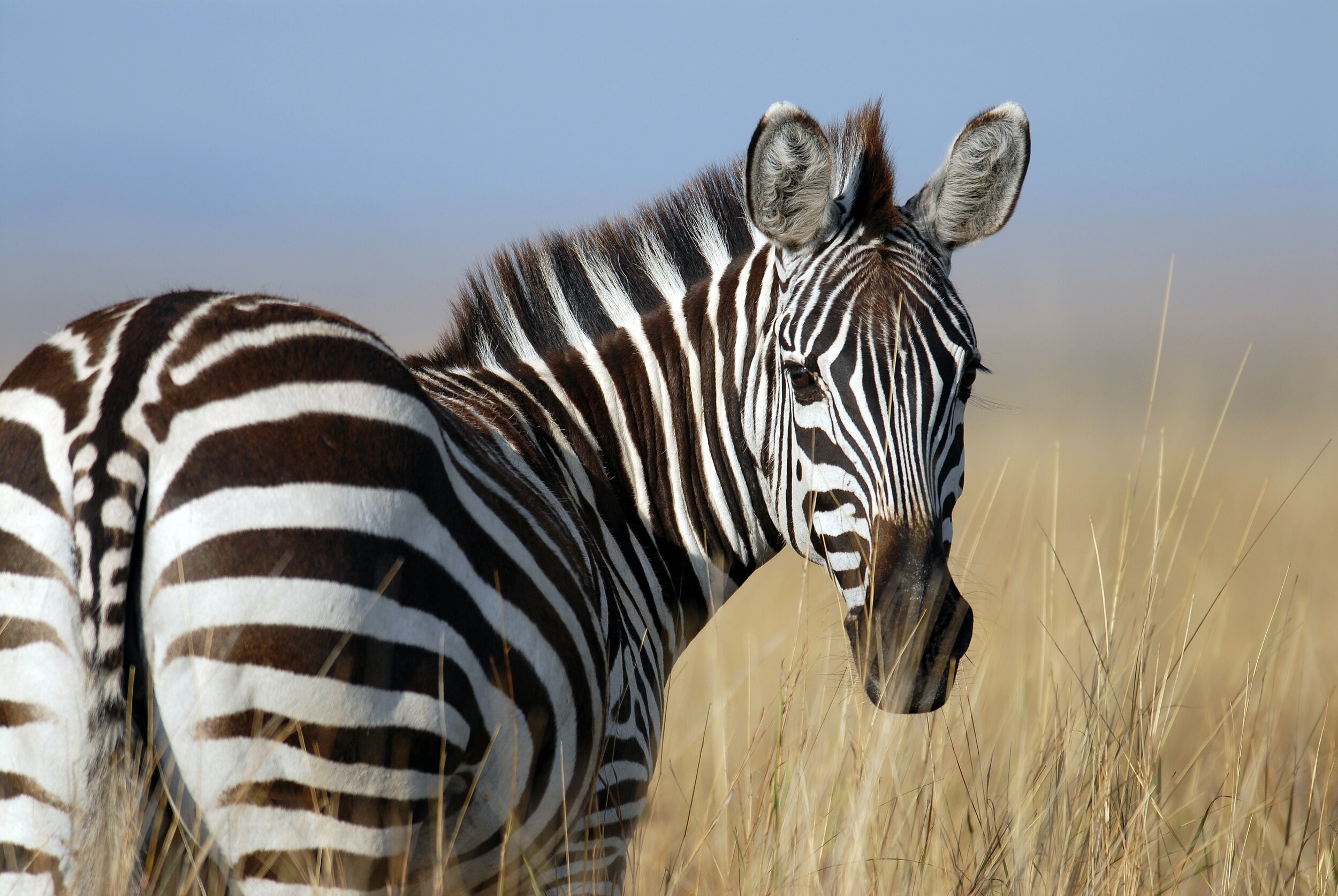 BornWild Travel Adventures  7 Amazing African Wild Animals To See, That  Aren't The Big 5