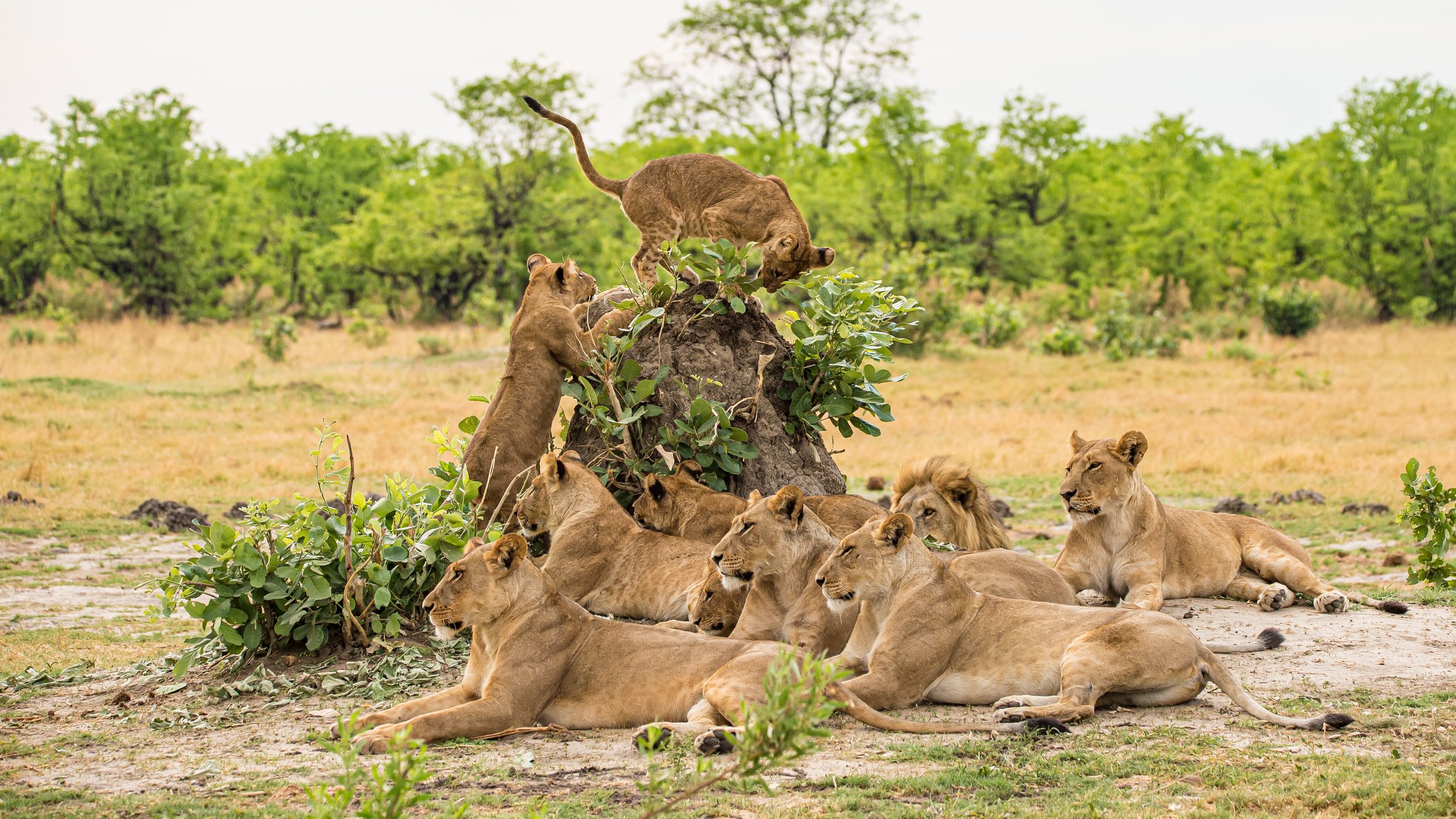 African Safari Lion
