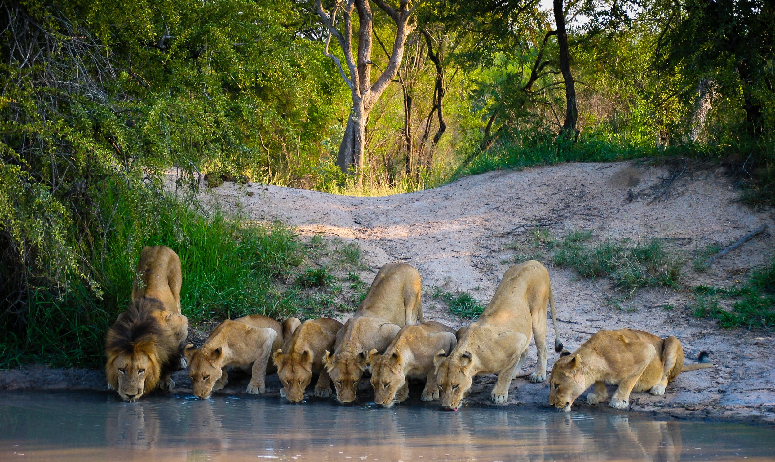 BornWild Travel Adventures  Complete Guide To An AFRICAN LION SAFARI