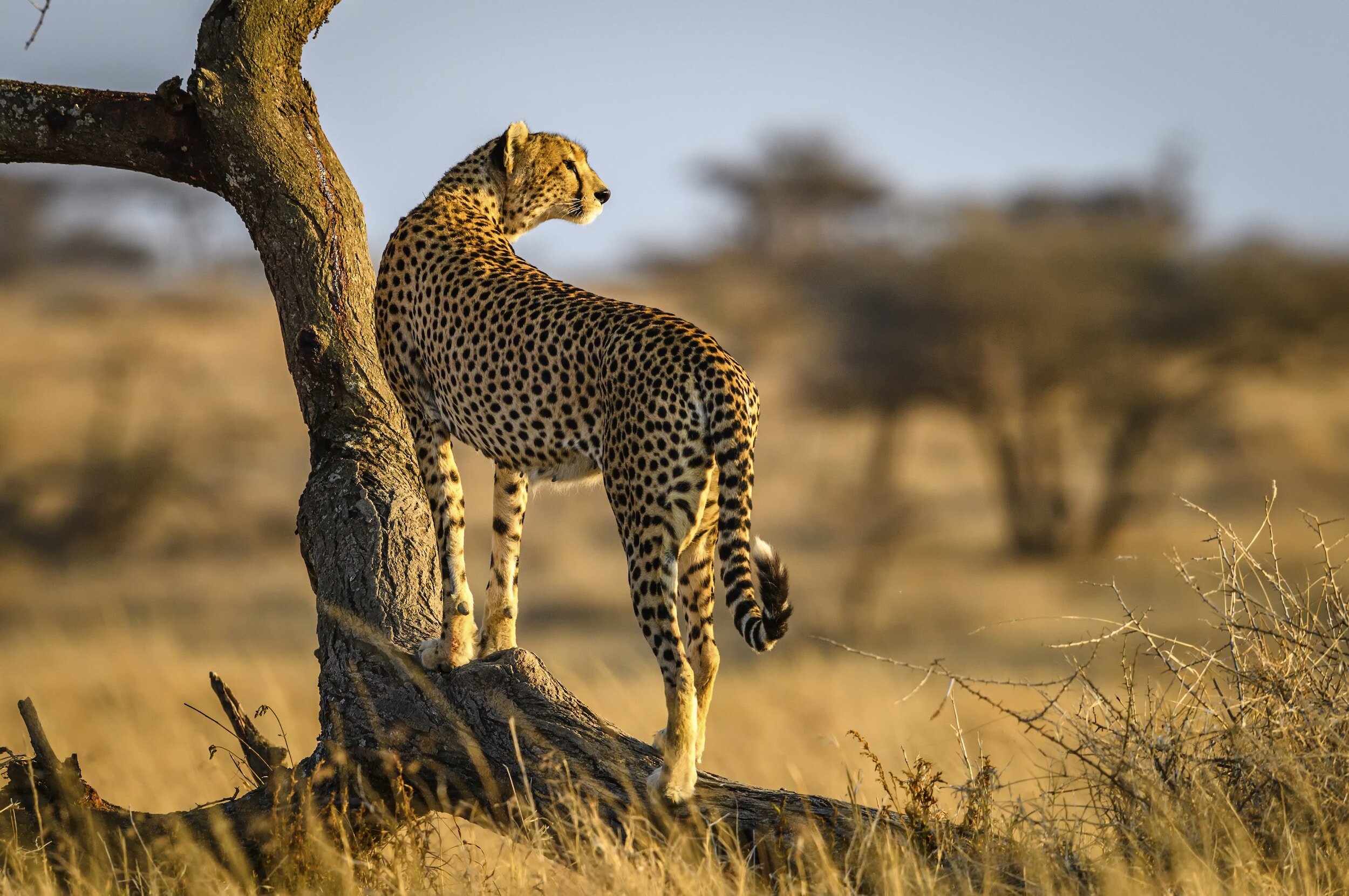 Conserving Tanzania: A luxury venture into the Serengeti