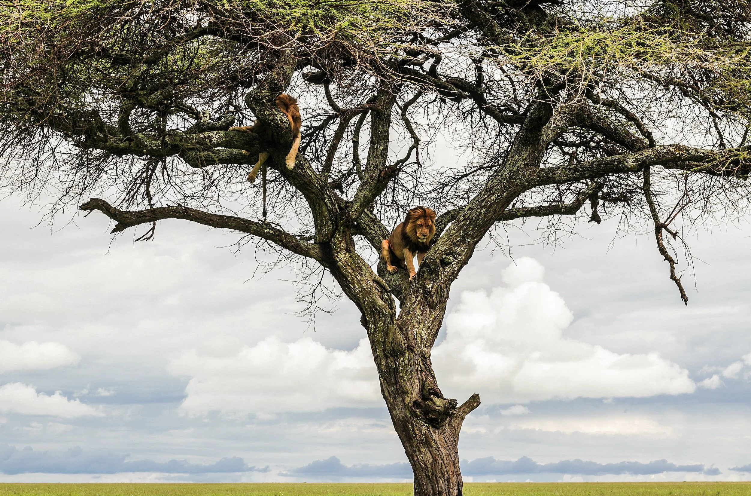 Serengeti Safari: A Travelers Most Needed Guide