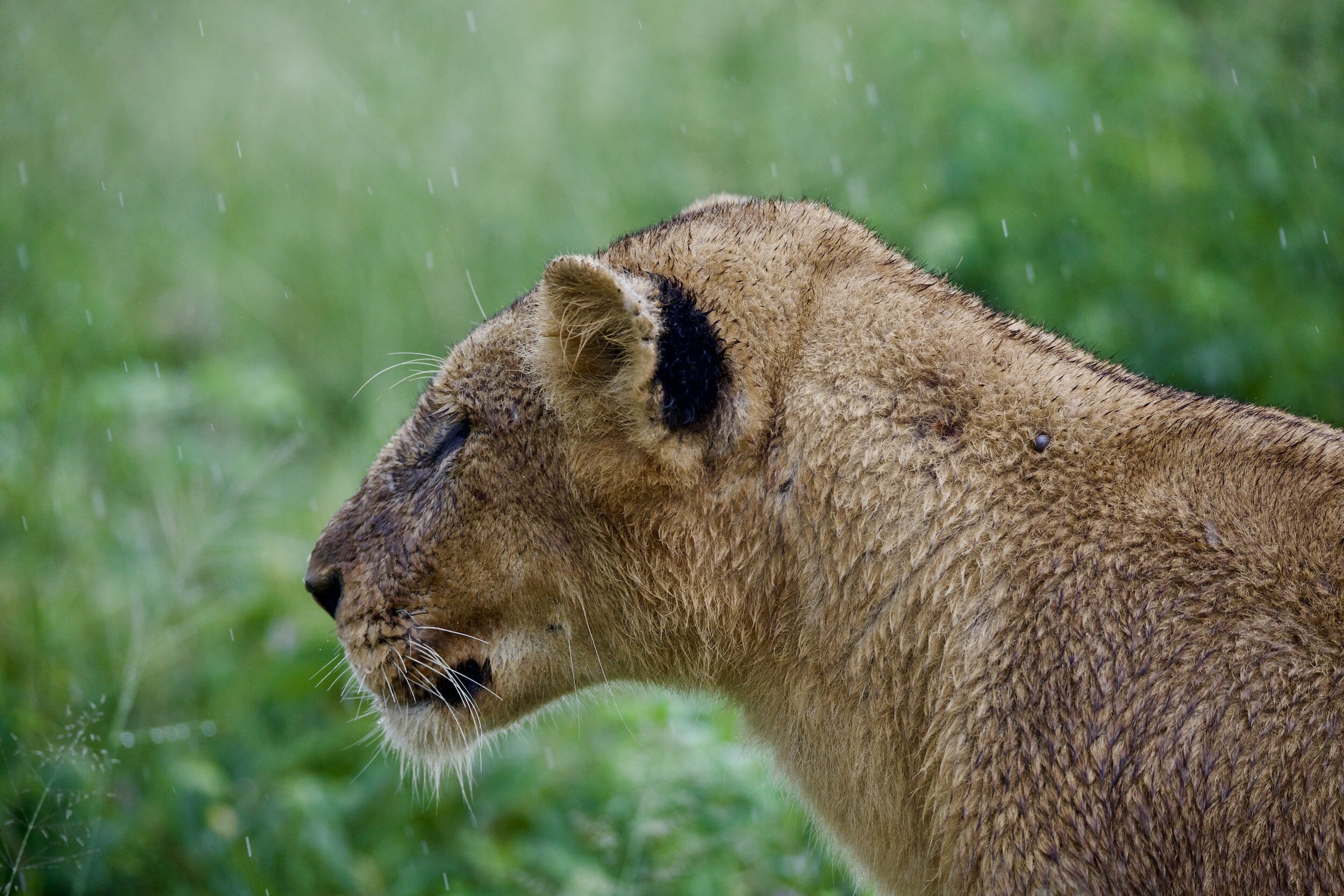 lion safari tanzania