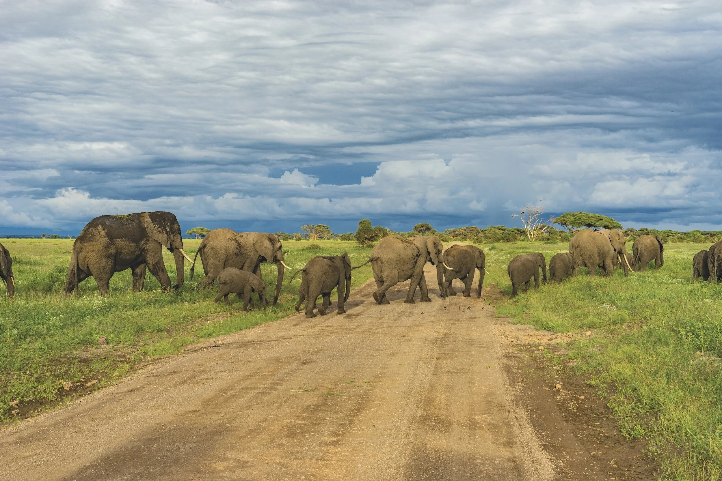 When is the best time to safari in Tanzania?