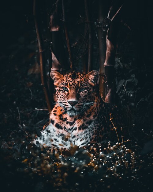 deepak-nautiyal-lWUYwB0E9co-unsplash-min.jpg