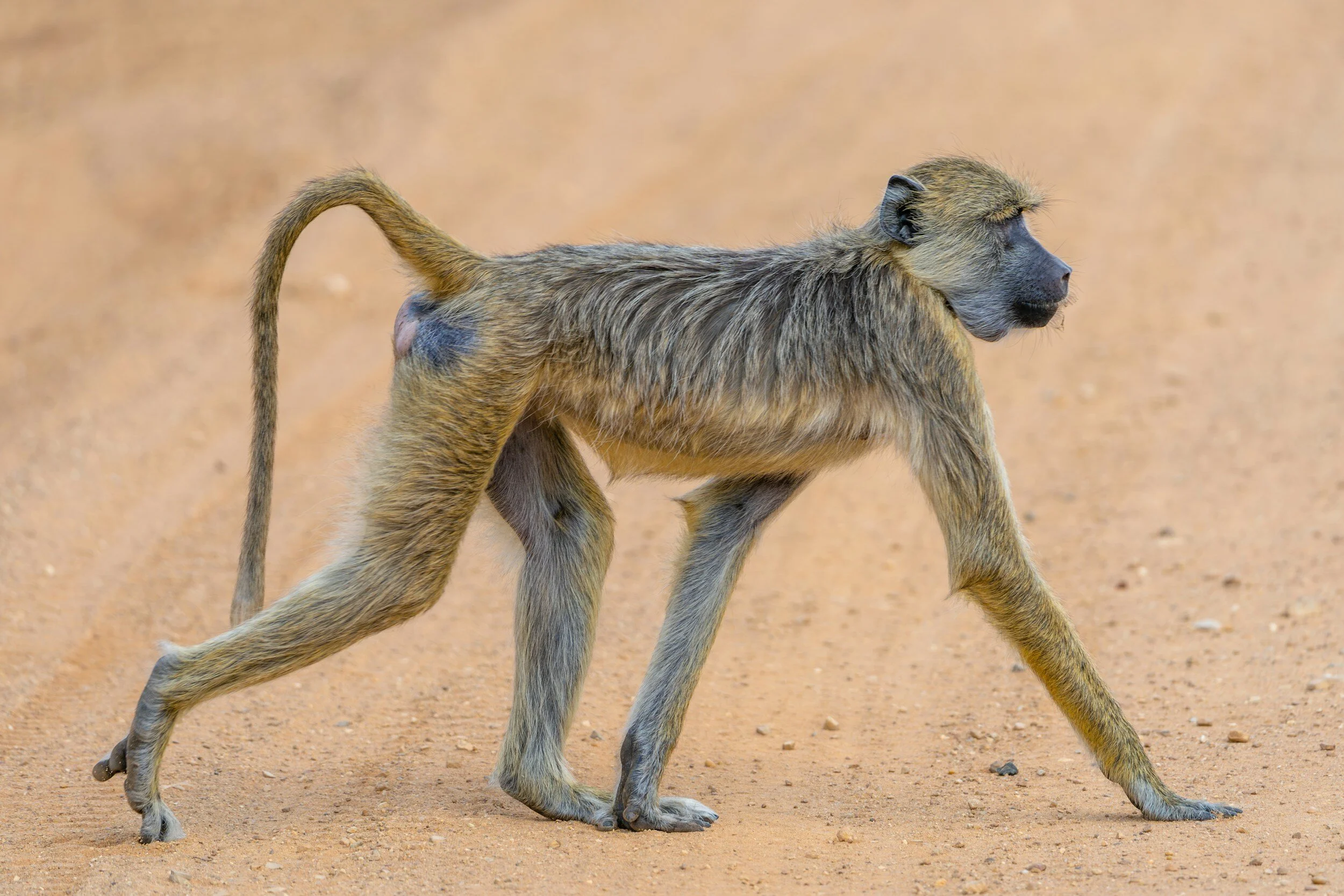 What You Need to Know about Visiting Nyerere National Park