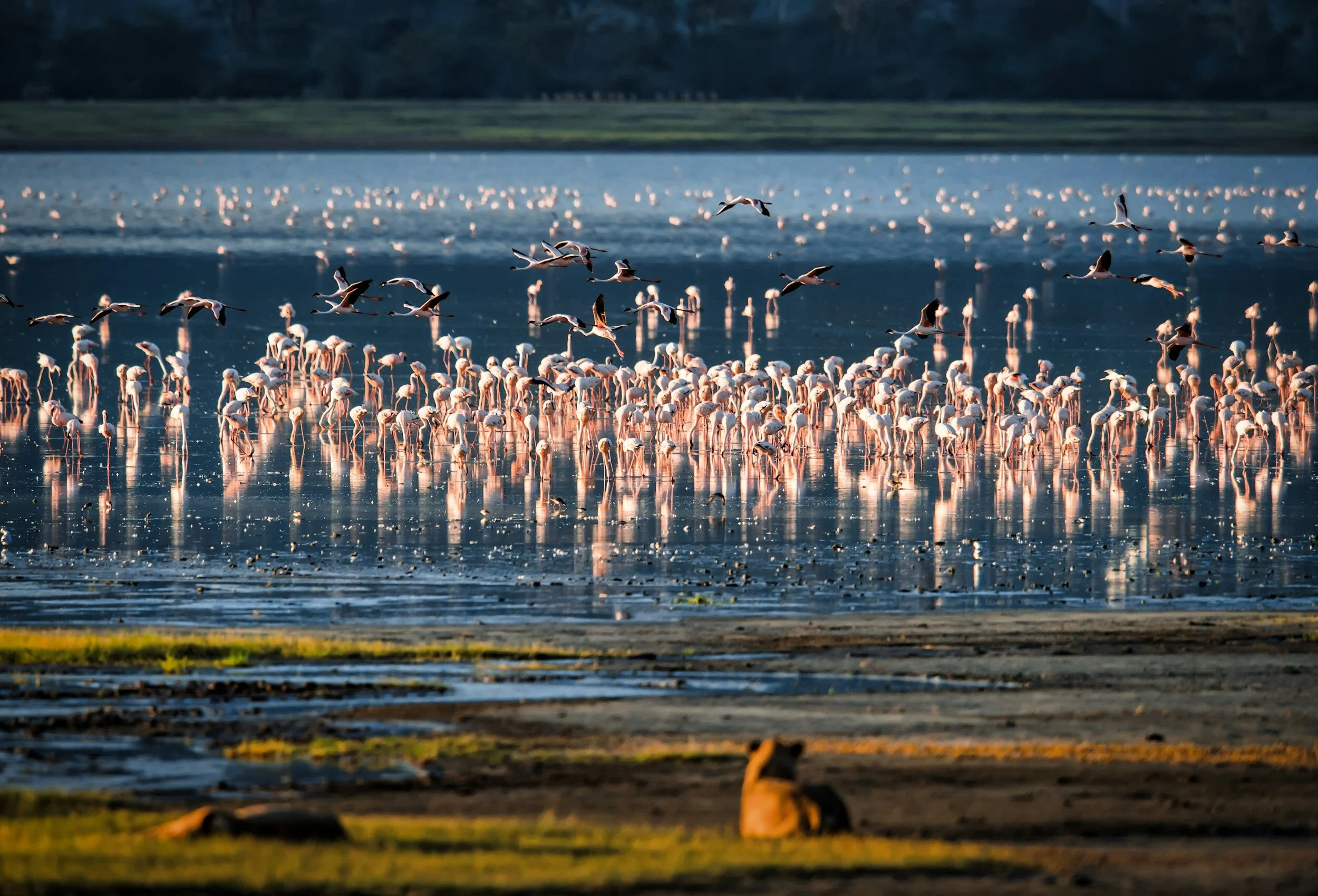 The Ultimate Guide for Visiting Lake Manyara National Park