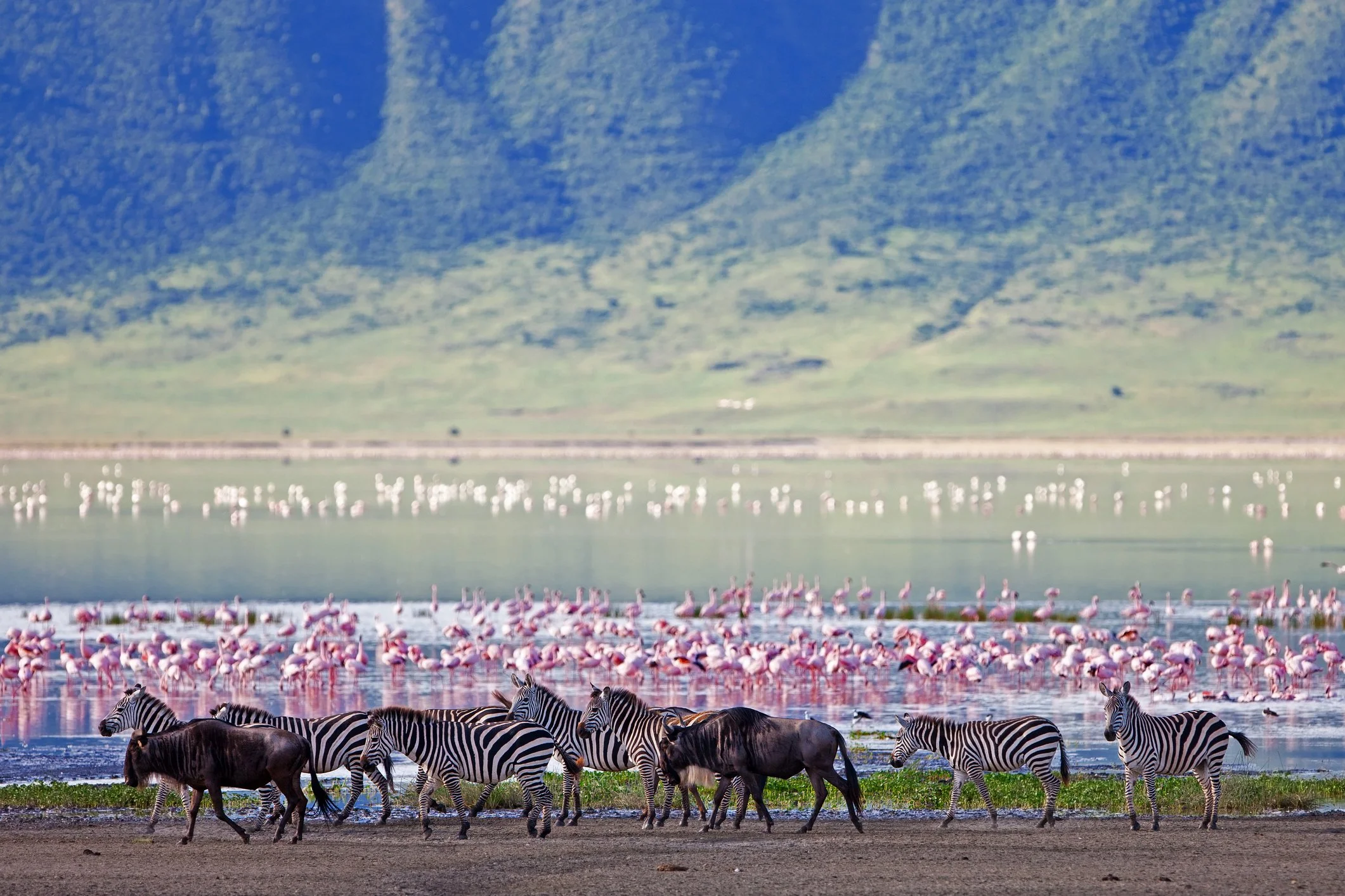 Ngorongoro Crater Safari: A UNESCO World Heritage Adventure - gmedia