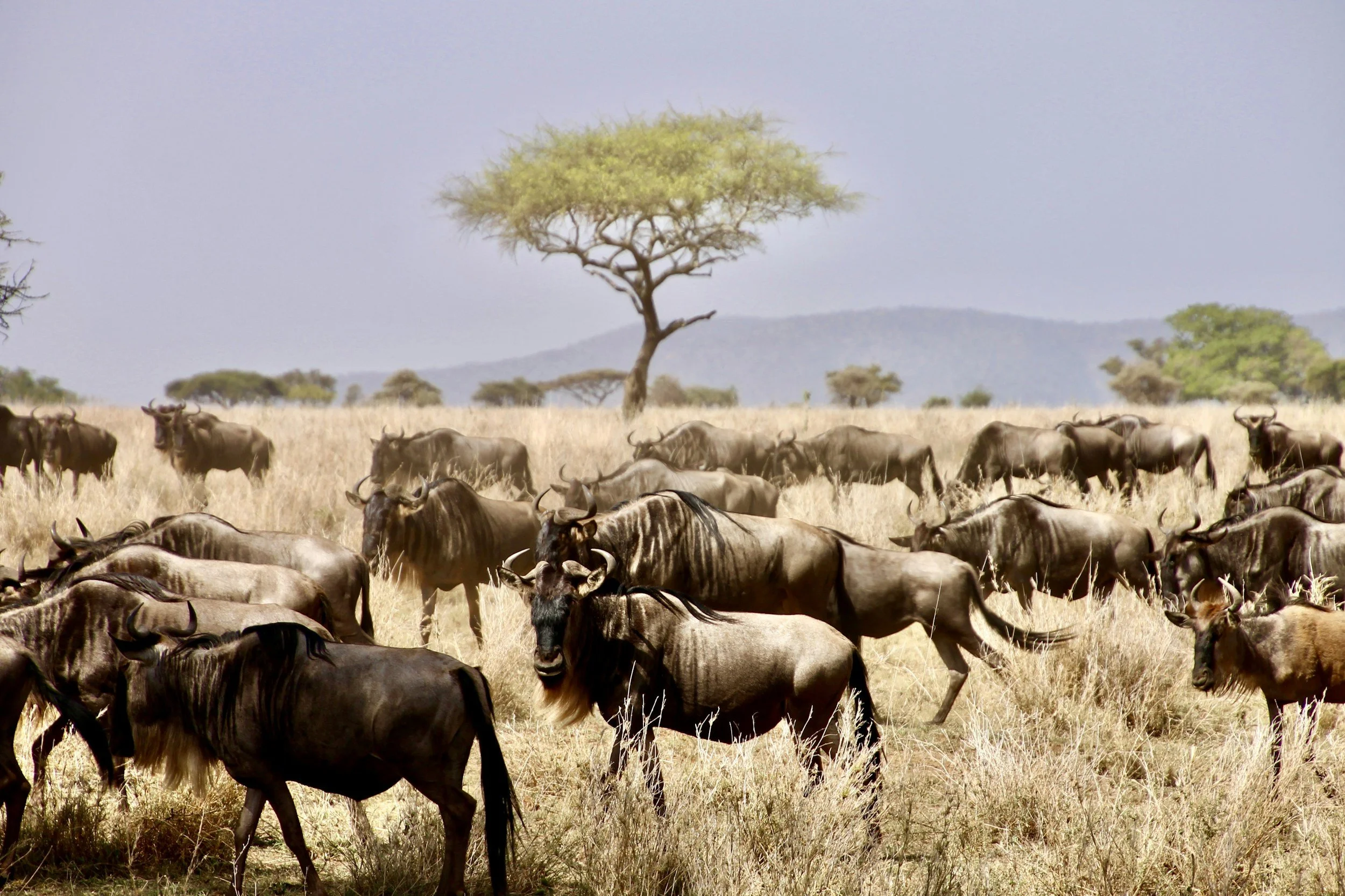Short Guide To Booking A Luxury Serengeti Safari