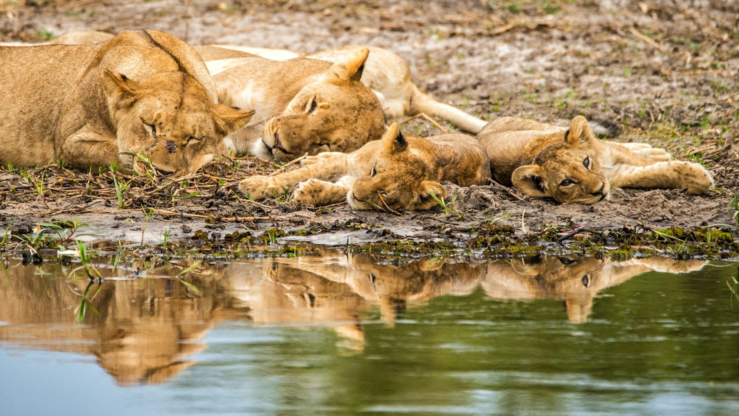 Four members of a lion pride relaxing by a water source